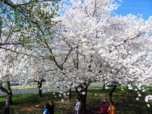 White cherry blossoms in Washington DC